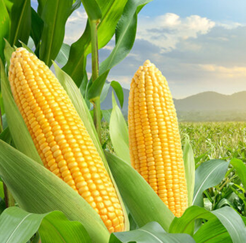 maize